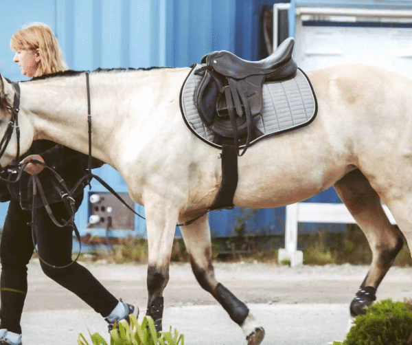 Social Media’s Impact on Modern Horse Racing