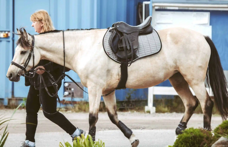 Social Media’s Impact on Modern Horse Racing