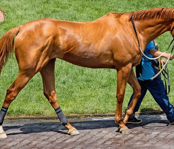 Signature Traditions at Famous Races