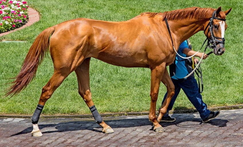 Signature Traditions at Famous Races